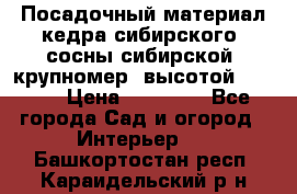 Посадочный материал кедра сибирского (сосны сибирской) крупномер, высотой 3-3.5  › Цена ­ 19 800 - Все города Сад и огород » Интерьер   . Башкортостан респ.,Караидельский р-н